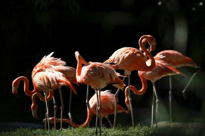 Roter Flamingo