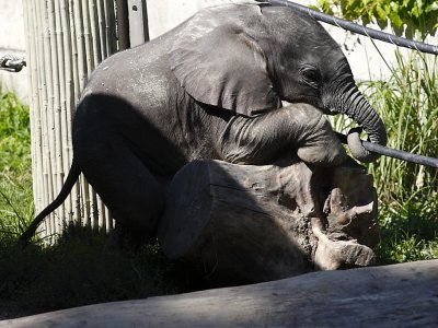 Afrikanischer Elefant