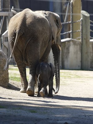 Afrikanischer Elefant