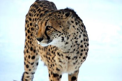 GEPARD