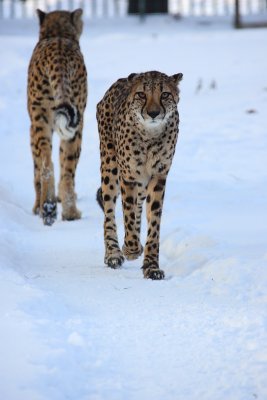 GEPARD