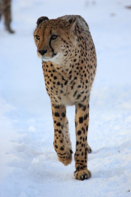 GEPARD