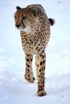 GEPARD