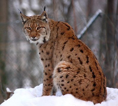 LUCHS