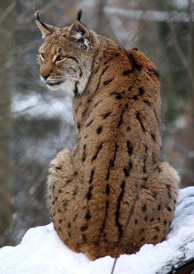 LUCHS