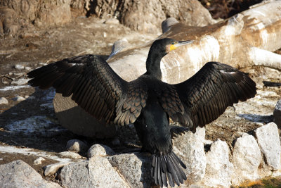 Kormoran