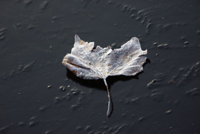 Herbst Impression