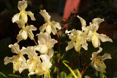 Orchides_7403w.jpg