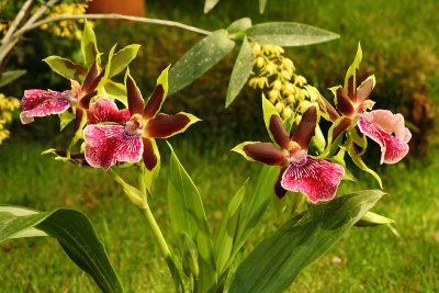 Orchides_7405w.jpg
