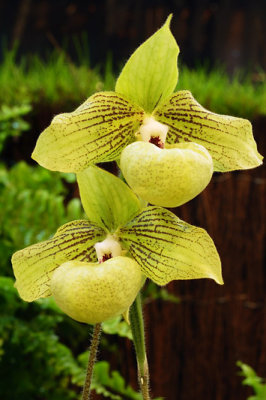 Orchides_7410w.jpg