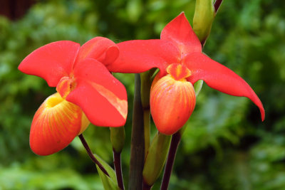 Orchides_7417w.jpg