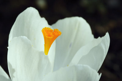 Crocus_7481w.jpg