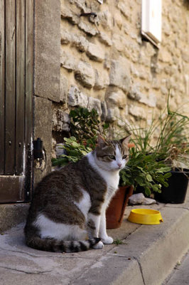 Chat de Goult Luberon_7752r.jpg