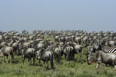 Serengeti - Migration_0204w.jpg