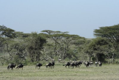 Serengeti - Point de passage_0160w.jpg