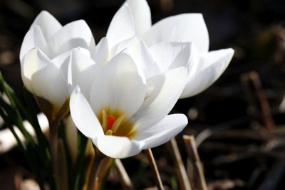 Crocus_8778r.jpg