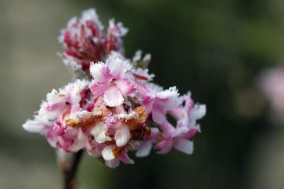 Viorne parfumee_8734r.jpg