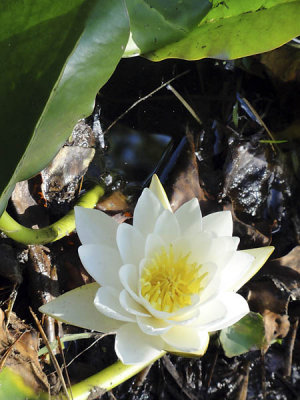 Nnuphar de la mare  Piat_03675r.jpg