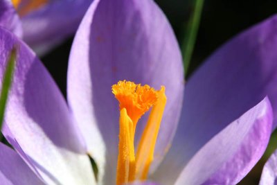 Crocus_4506r.jpg