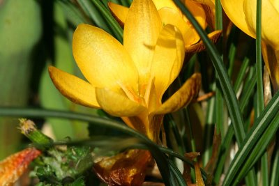 Crocus_4503r.jpg