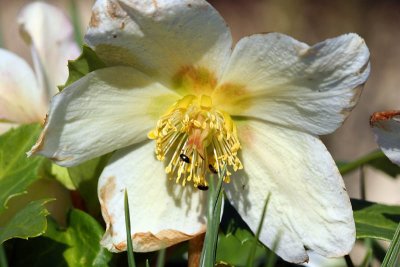 Rose de Nol_4504r.jpg