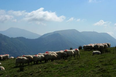 Montagnes et moutons basques_3019r.jpg