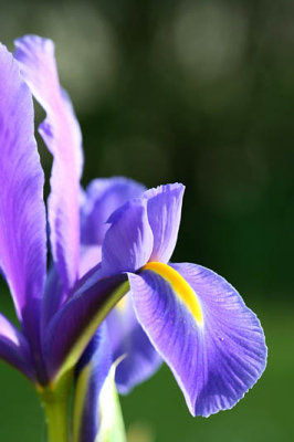 Iris de Hollande_5168r.jpg