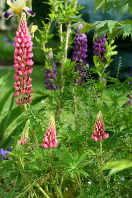 Lupins_5218r.jpg