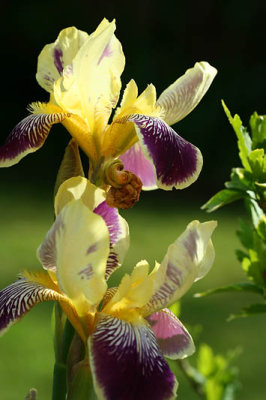 Iris_5212r.jpg