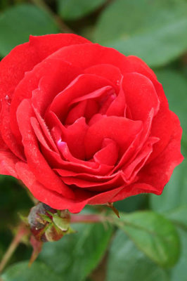 Rose_5223r.jpg