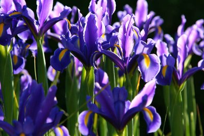 Iris de Hollande_5181r.jpg