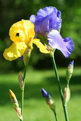 Confidences d'iris_5228r.jpg