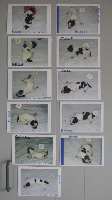 The Litter