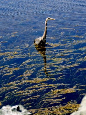 Grey Heron.