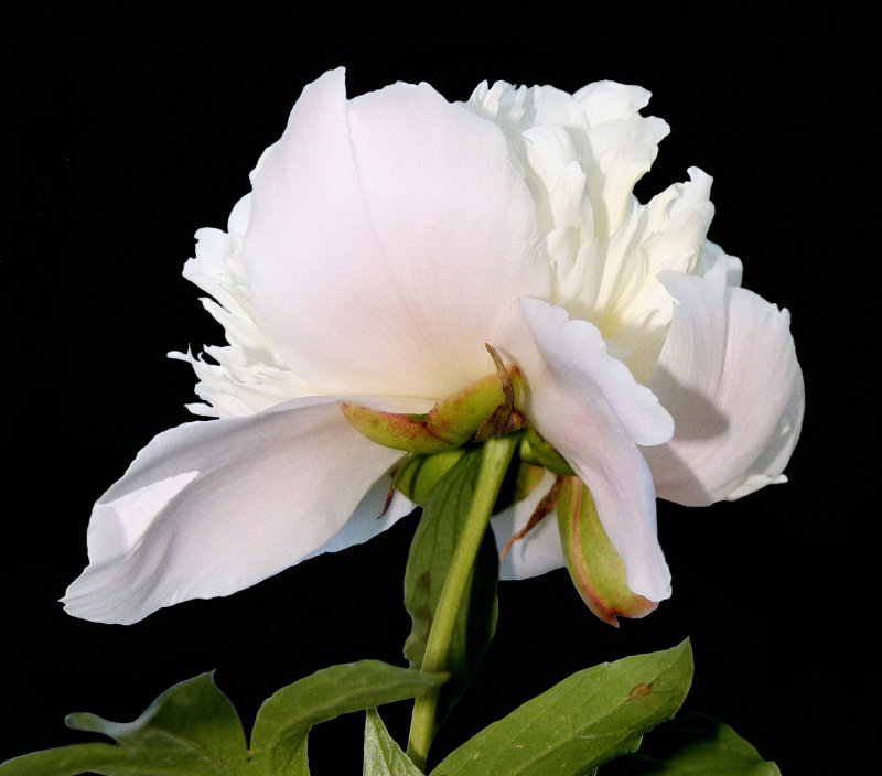 Gently comes the pink peony