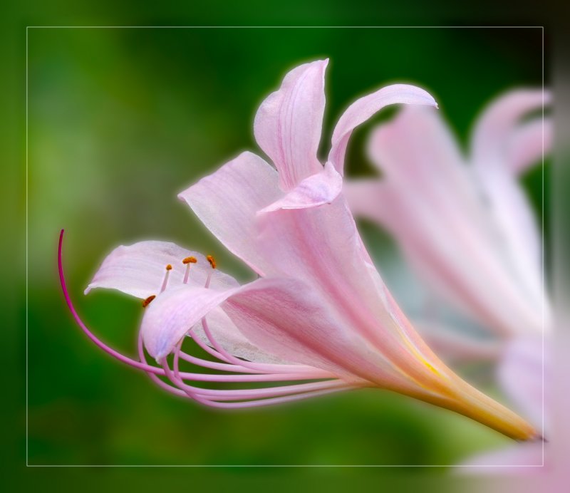 Lycoris squamigera Lily