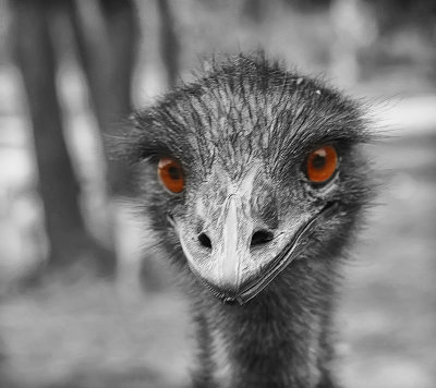 Mr. Emu