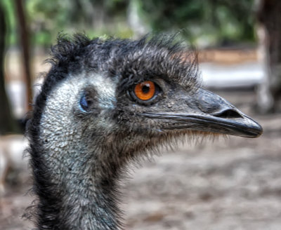 Mr. Emu II