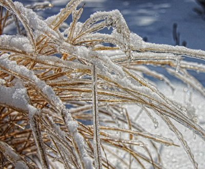 Frozen grasses