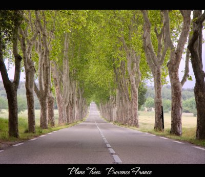 Plane Trees in Provence