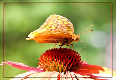 Macros of Butterflies, Bees, flowers, etc.