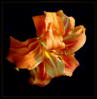 Orange Double Lily