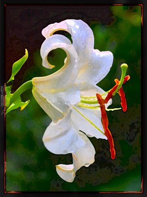 White Casablanca Lily Watercolor