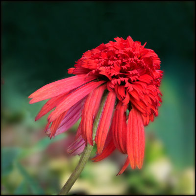 Red Coneflower