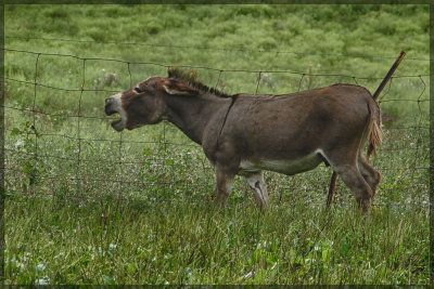 Donkey in Nicholas County