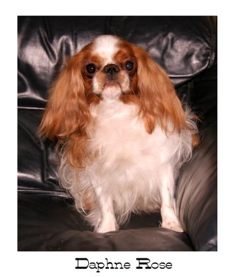 Daphne Rose: English Toy Spaniel