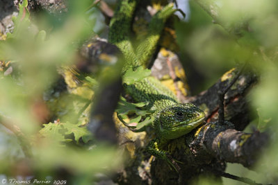 Lezard vert - St Cannat_0783 web.jpg