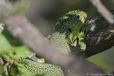 Lezard vert - St Cannat_0810 web.jpg