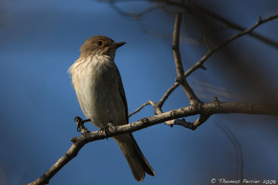 Gobe mouche gris - Spotted flycatcher (0192)