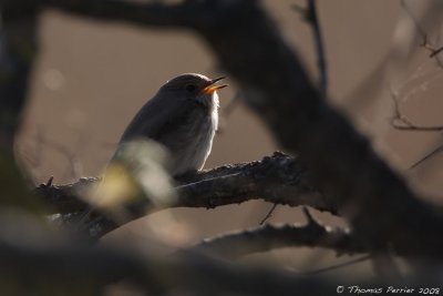 Gobe mouche gris - Spotted flycatcher (0199)
